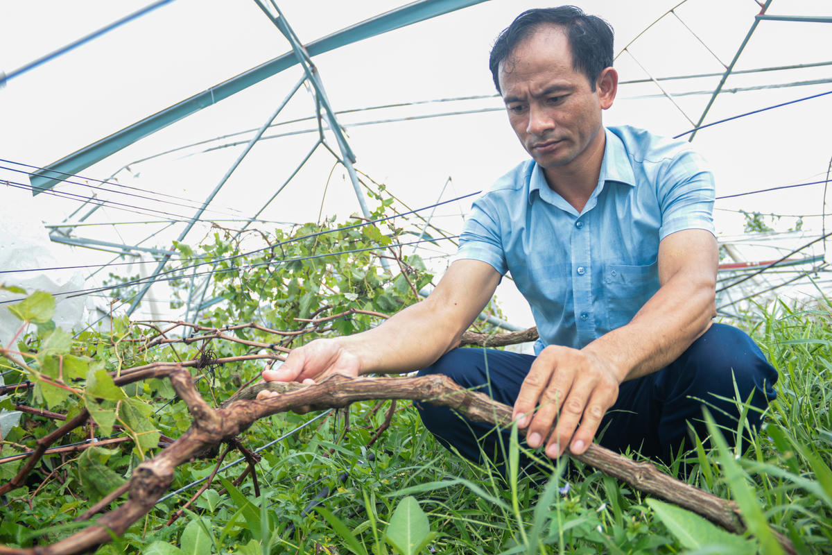 Toàn bộ vốn liếng tích lũy và vay mượn của anh Mạnh đã dồn vào mô hình, giờ đây coi như mất trắng. Ảnh: Cẩm Kỳ