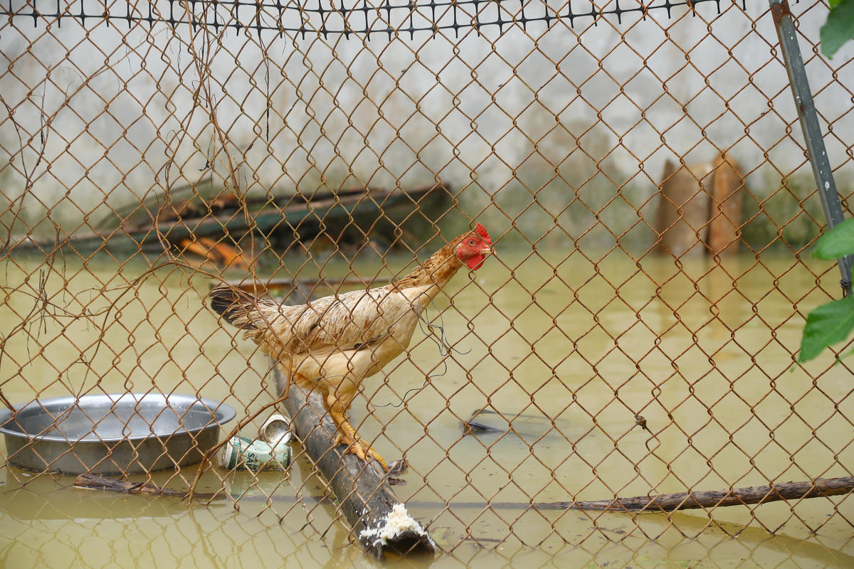 Hình ảnh vật nuôi phải đứng trên thanh gỗ vì ngập úng.