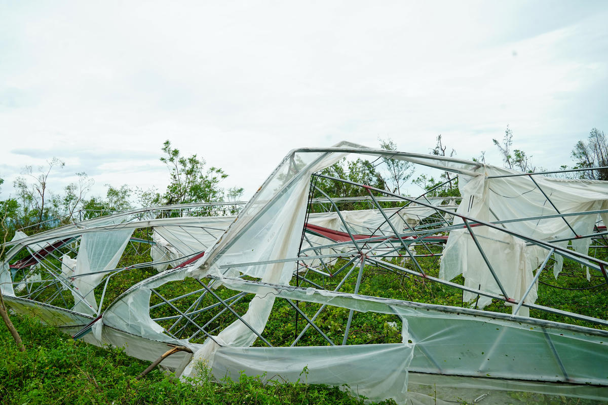 Chỉ sau vài giờ cuồng phong, khung giàn sập đổ, mái che rách nát, hệ thống điện, ống tưới, cảm biến gần như hư hỏng hoàn toàn. Ảnh: Cẩm Kỳ