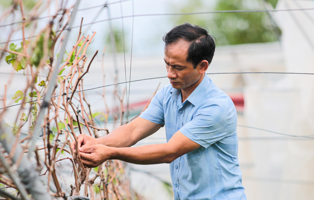 Để phục hồi cần dựng lại toàn bộ nhà màng, lắp đặt lại thiết bị, trồng mới từ đầu đồng nghĩa với việc tiếp tục gánh thêm khoản nợ lớn. Ảnh: Cẩm Kỳ 