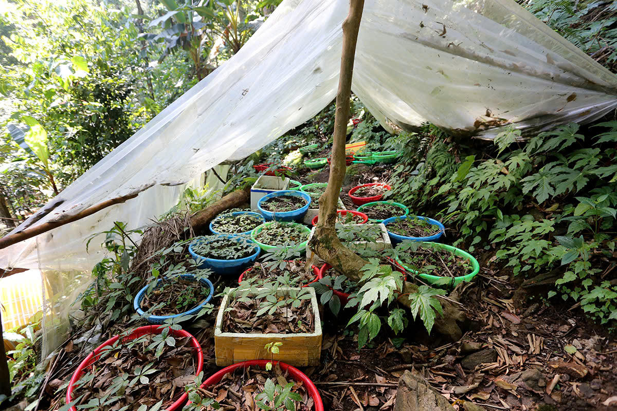 Cây sâm Ngọc Linh giống được người dân nuôi trồng trong thùng xốp và chậu. Ảnh: CV