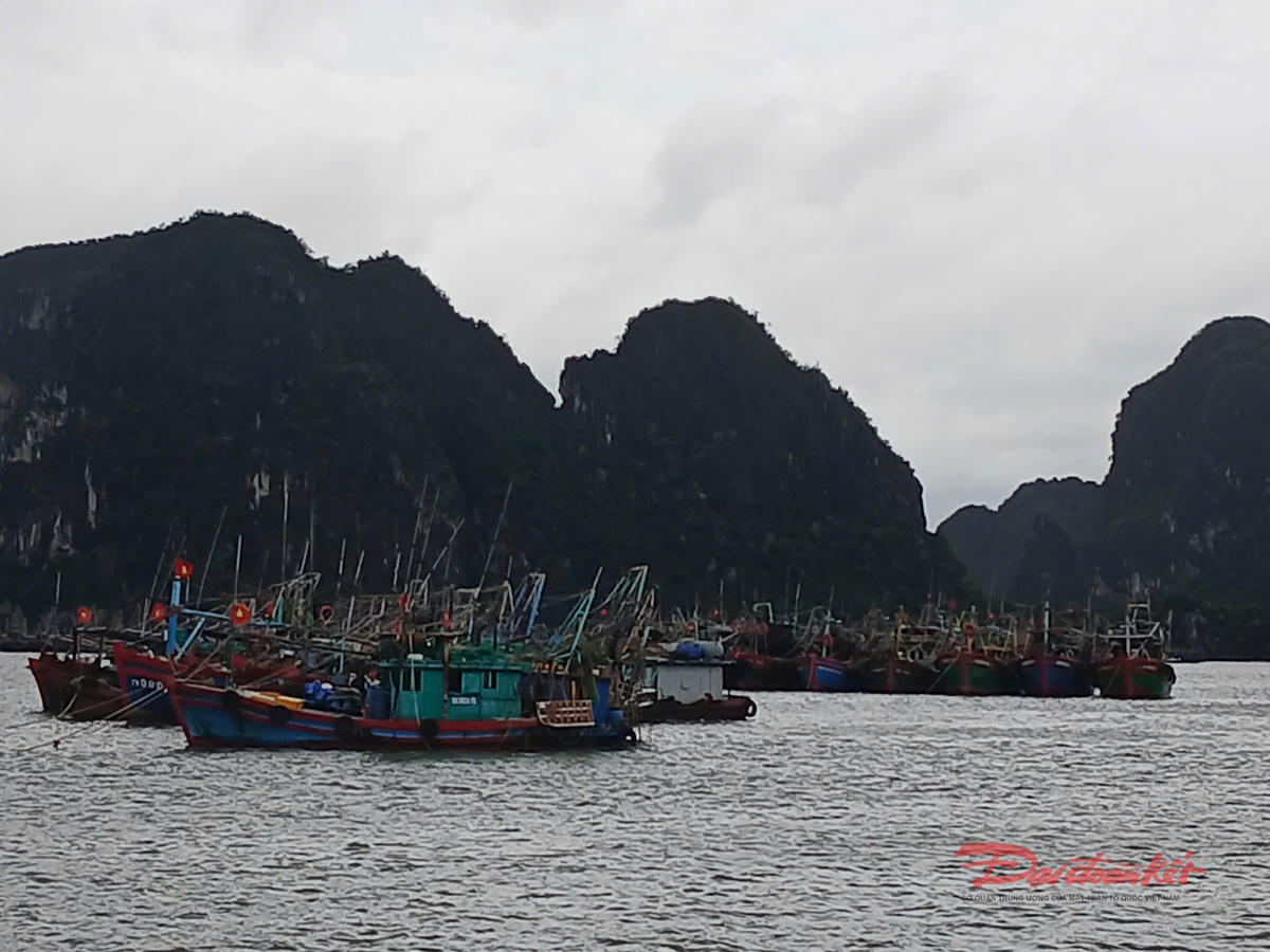 Tàu cá vào khu neo đậu, tránh trú an toàn trên vịnh Hạ Long.