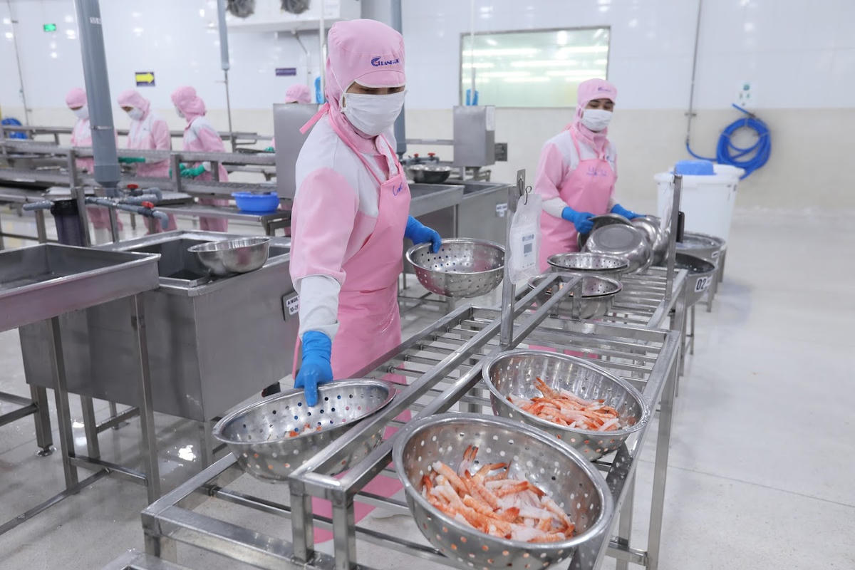 9 tháng năm 2025 tôm vẫn là mặt hàng chủ lực xuất khẩu thủy sản của Việt Nam. 	Ảnh: Quang Vinh