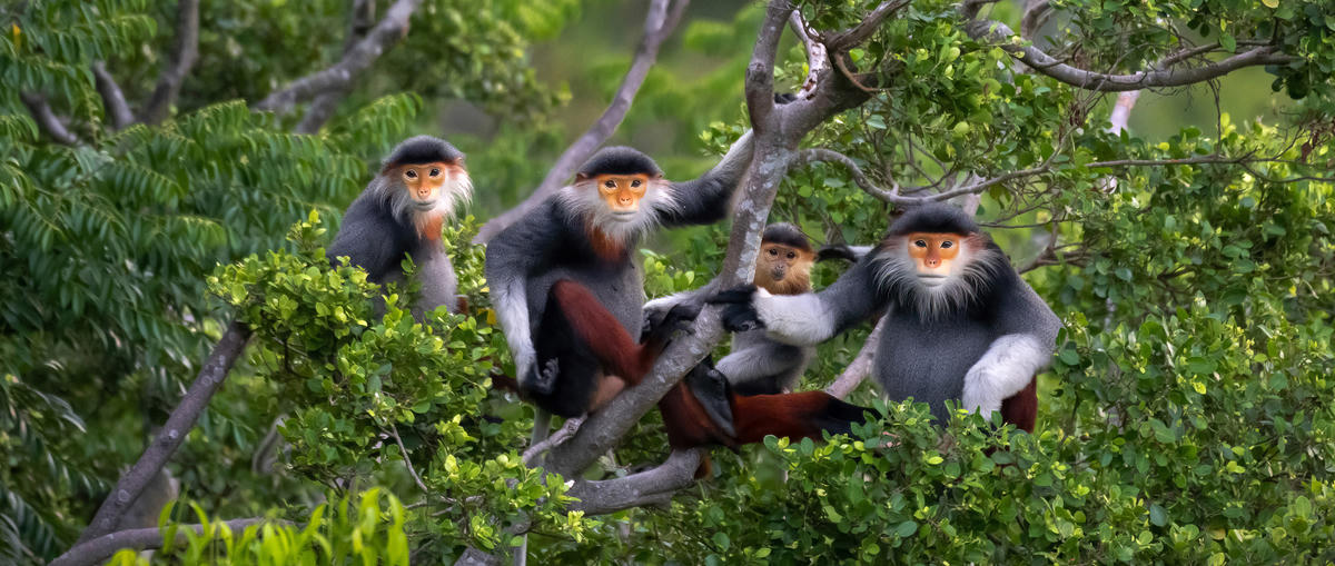 Voọc chà vá - "nữ hoàng linh trưởng" của bán đảo Sơn Trà. Ảnh: Trần Tấn Nghinh.