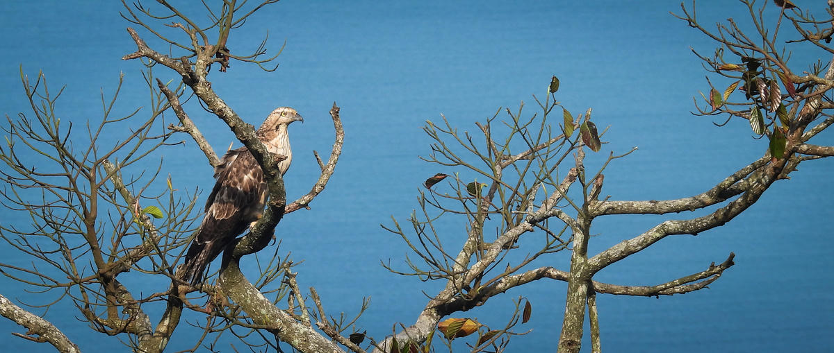 Diều hâu ở bán đảo Sơn Trà. Ảnh: Lý Thị Kiêm.