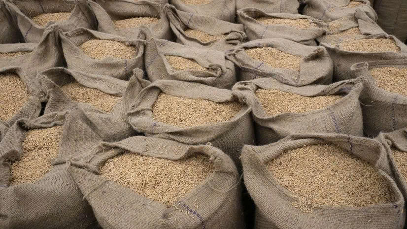 Giá gạo toàn cầu rơi xuống mức thấp nhất trong nhiều năm qua. 