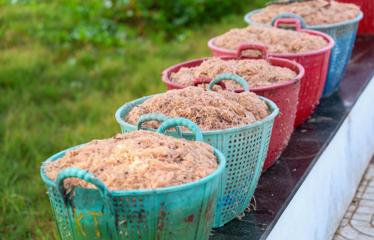 Những sọt ruộc đỏ au được thương lái thu mua. Ảnh: CV.