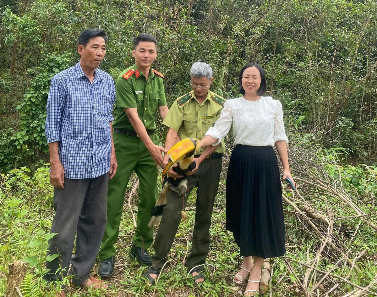 Phát hiện chim lạ bay vào vườn, người dân giao nộp cho cơ quan chức năng