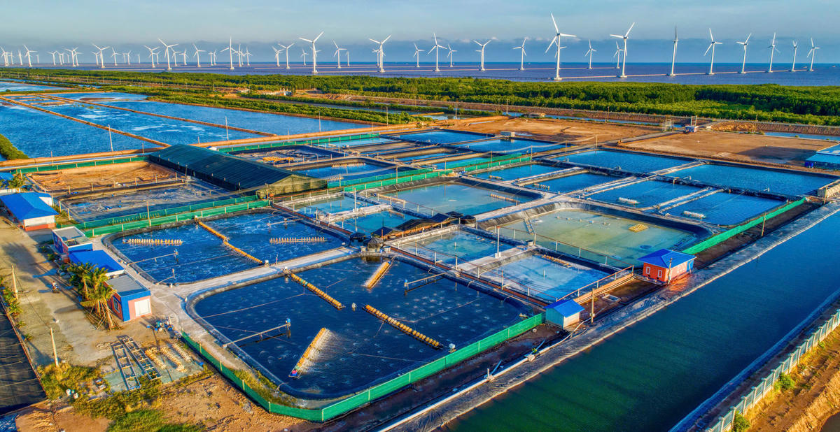 Cà Mau - trung tâm kinh tế biển, năng lượng tái tạo và xuất khẩu điện. Ảnh: Phan Thanh Cường.