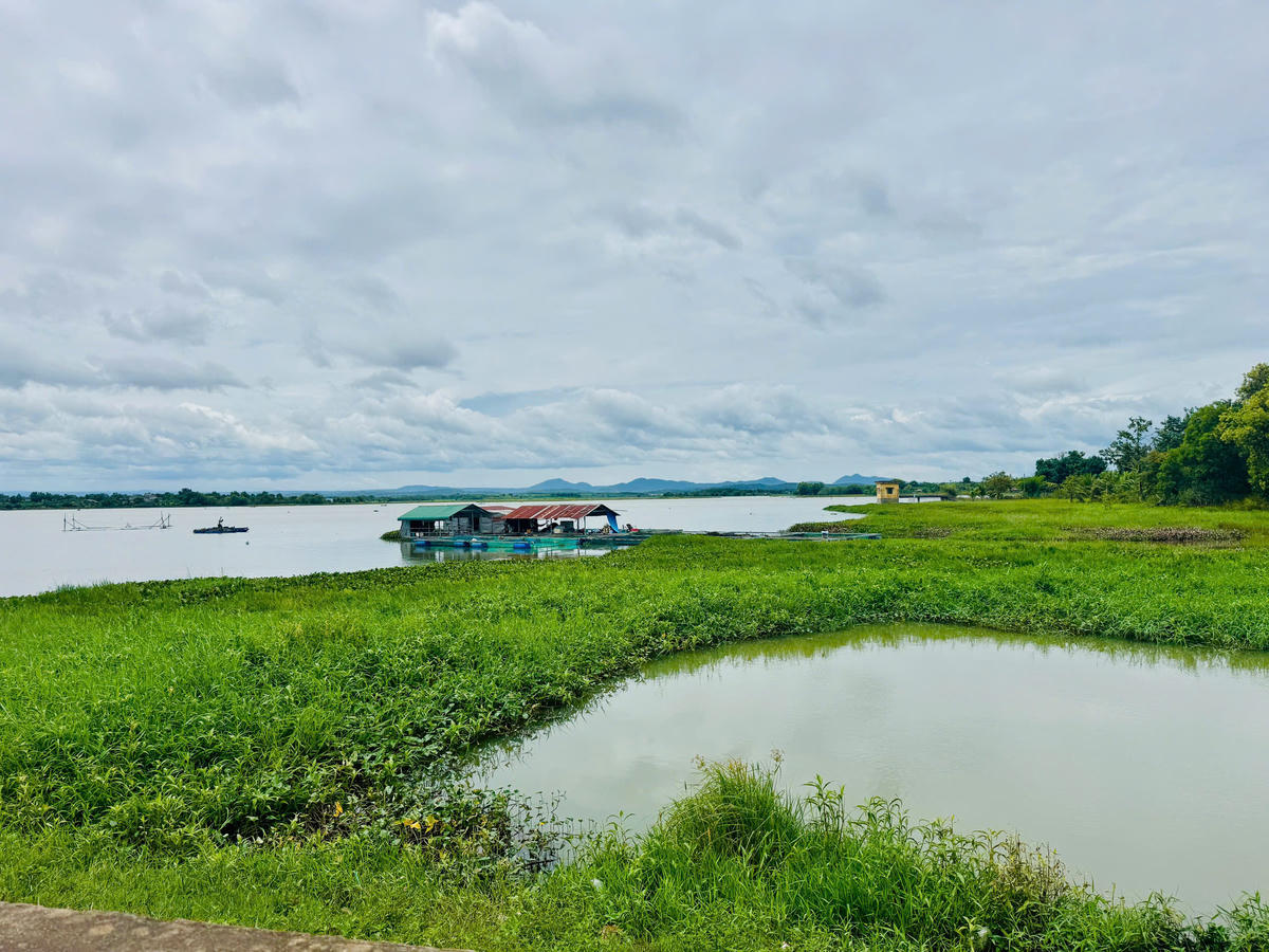 Việc vớt bèo đòi hỏi kinh phí lớn vượt quá khả năng của doanh nghiệp quản lý hồ. Ảnh: Thanh Nga.