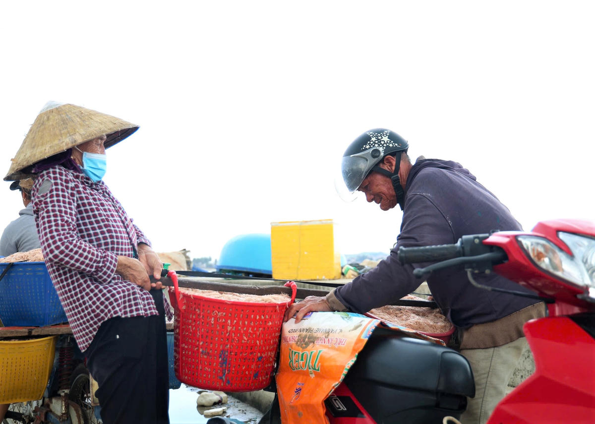 Thương lái thu mua ruốc chở đi tiêu thụ. Ảnh: CV.