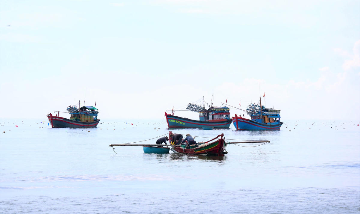Các ghe thuyền bắt ruốc trên biển Tịnh Khê gần bờ. Ảnh: CV.