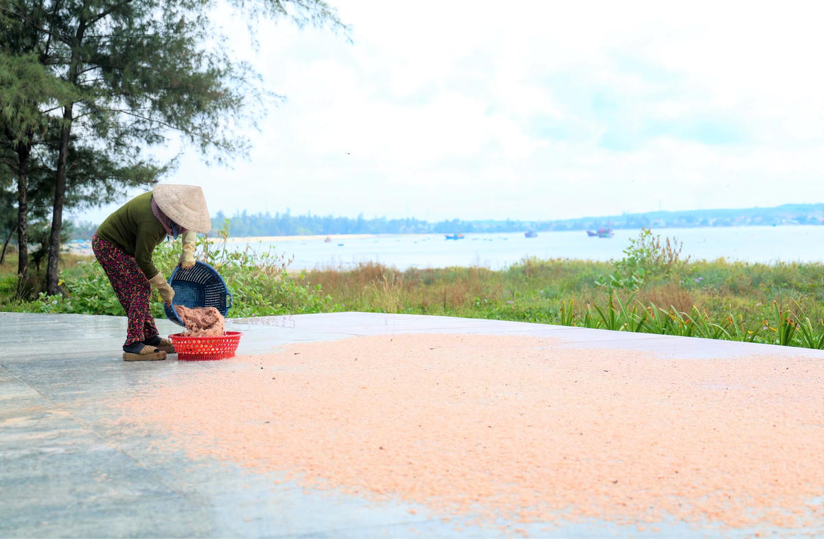 &nbsp;Ngư dân phơi ruốc dọc bờ biển Tịnh Khê. Ảnh: CV.

