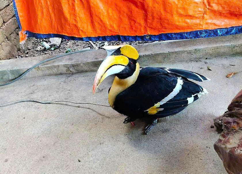 Chim hồng hoàng bay vào vườn nhà ông Dung, có trọng lượng hơn 2kg. Ảnh: CSCC