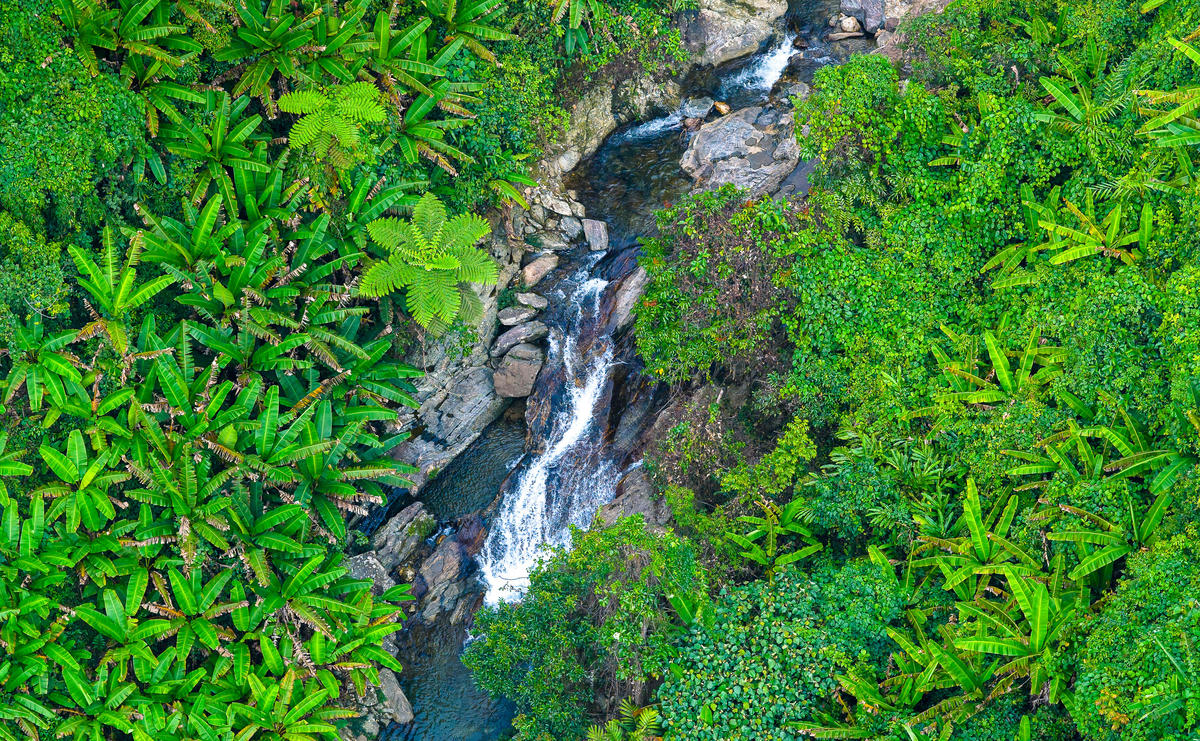 Giữa rừng Trà Leng. Ảnh: Huỳnh Văn Truyền.