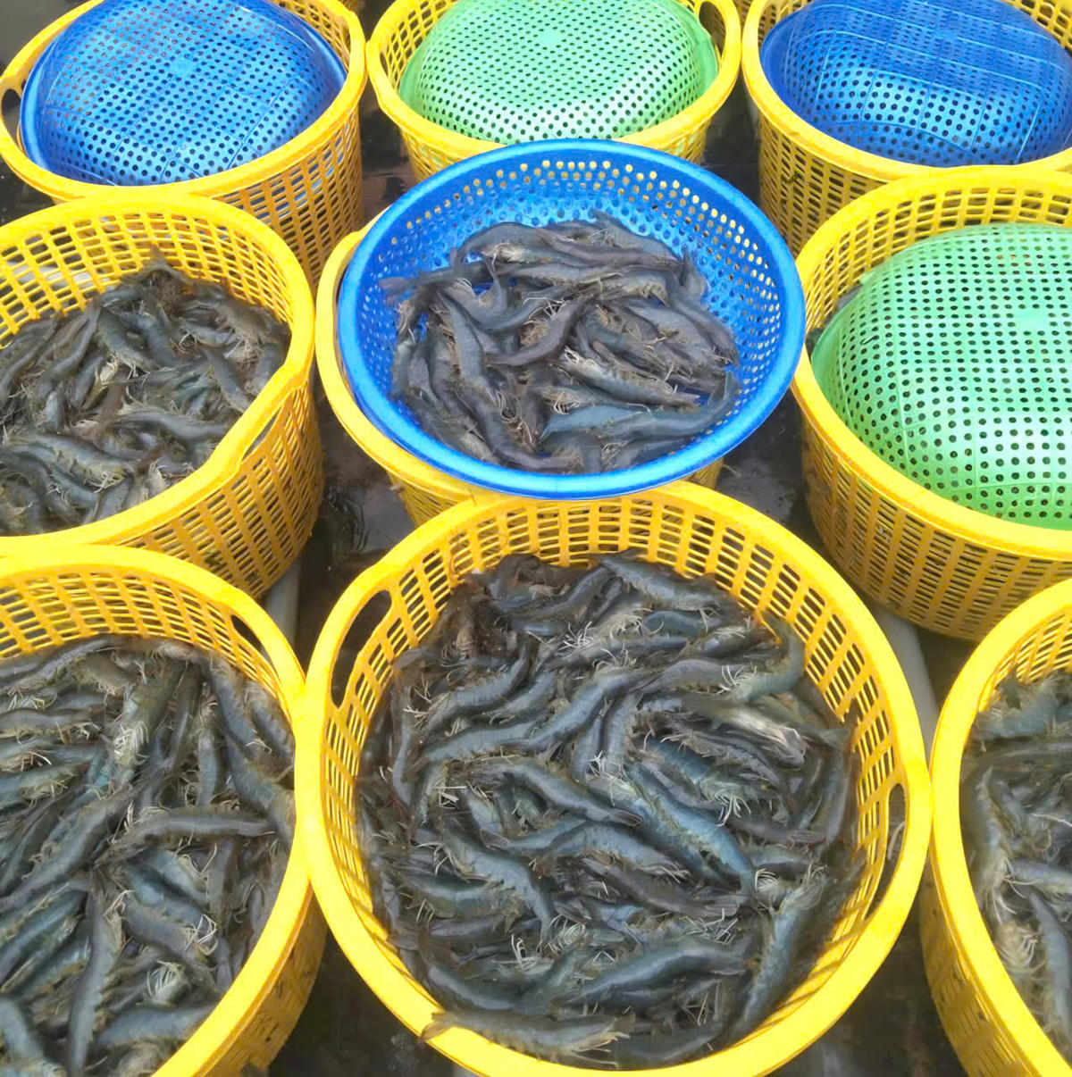 Hiện tại thương lai thu mua tôm thẻ loại 50 con/kg, giá 122 ngàn - 177 ngàn/kg, tôm thẻ loại 20 con/kg, giá 215 ngàn - 220 ngàn đồng/kg. Ảnh: Nguyên Du