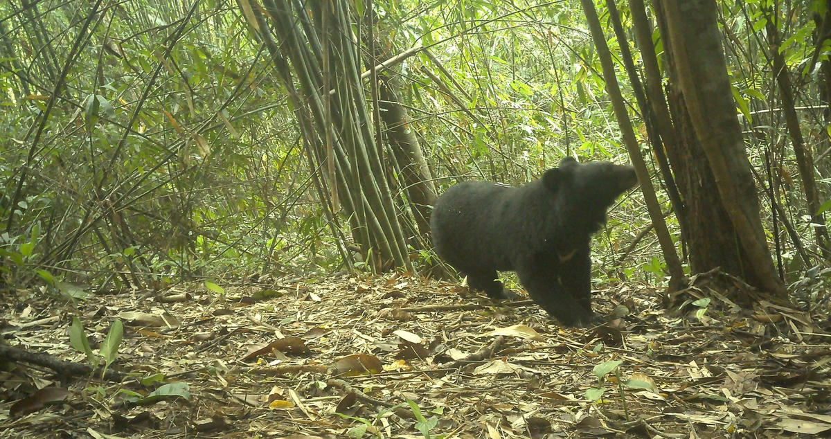 Gấu ngựa được phát hiện tại nhiều khu vực trong Vườn Quốc gia Chư Mom Ray. Ảnh: CV.