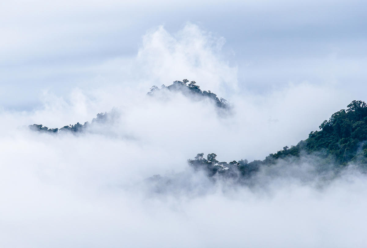 Trà Leng trong mây. Ảnh: Huỳnh Văn Truyền.