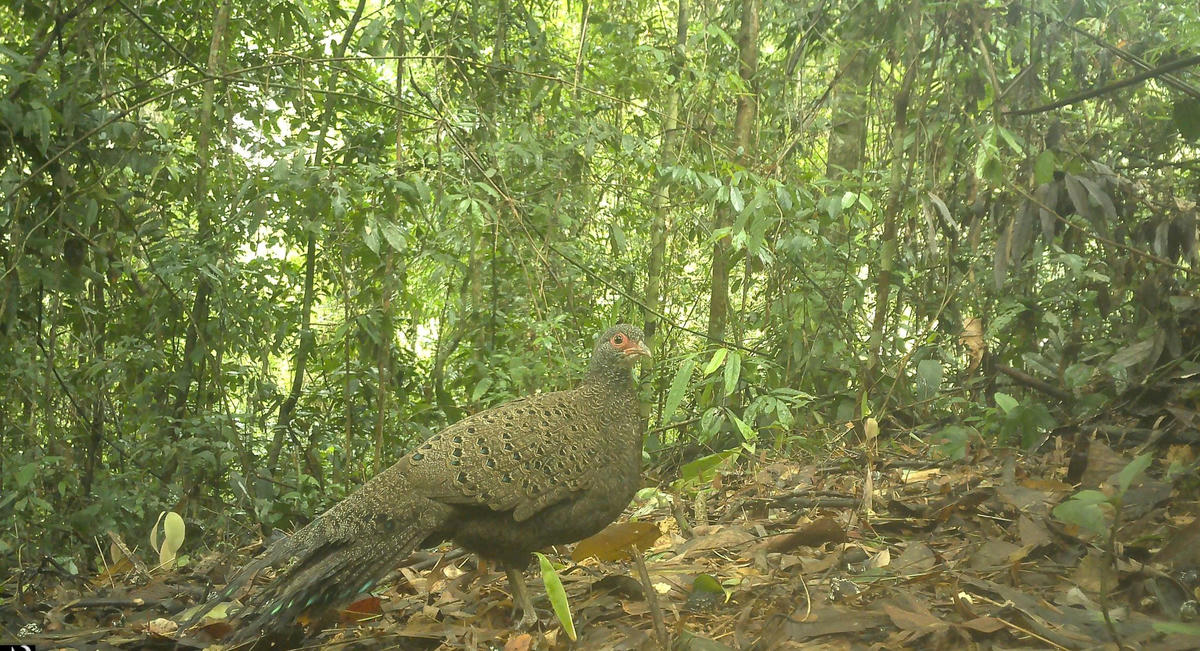 Gà tiền mặt đỏ phát hiện tại nhiều khu vực trong Vườn Quốc gia Chư Mom Ray. Ảnh: CV.

