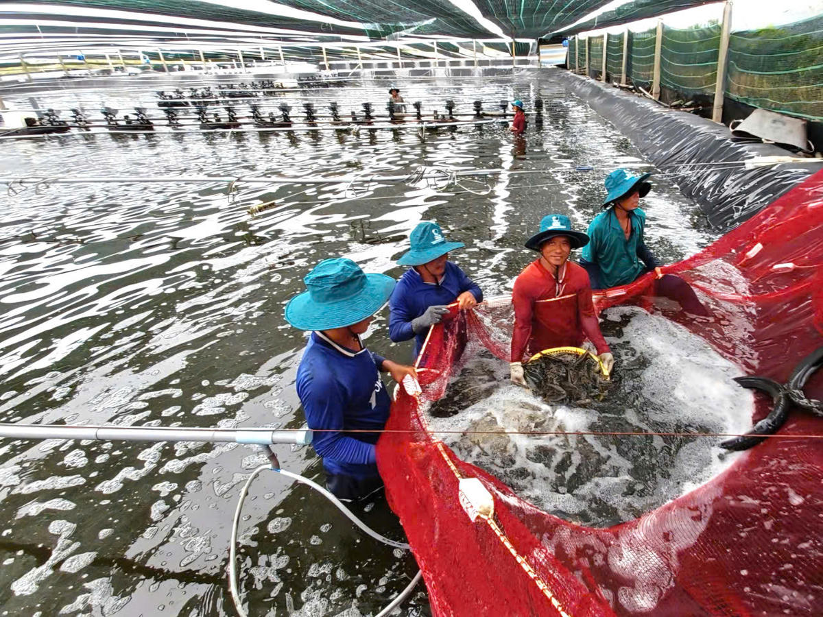 Hiện giá tôm tăng cao, người nuôi tôm Cà Mau đang háo hức thả nuôi vụ nghịch. Ảnh: Nguyên Du