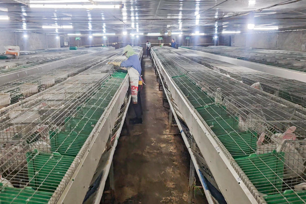 Bên trong 5 dãy chuồng trại của ông Hợi. Ảnh: Đình Minh