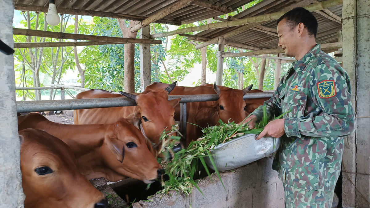 Chăn nuôi gia súc theo quy mô lớn đã giúp nhiều hộ gia đình ở chợ mới vươn lên thoát nghèo và làm giầu.