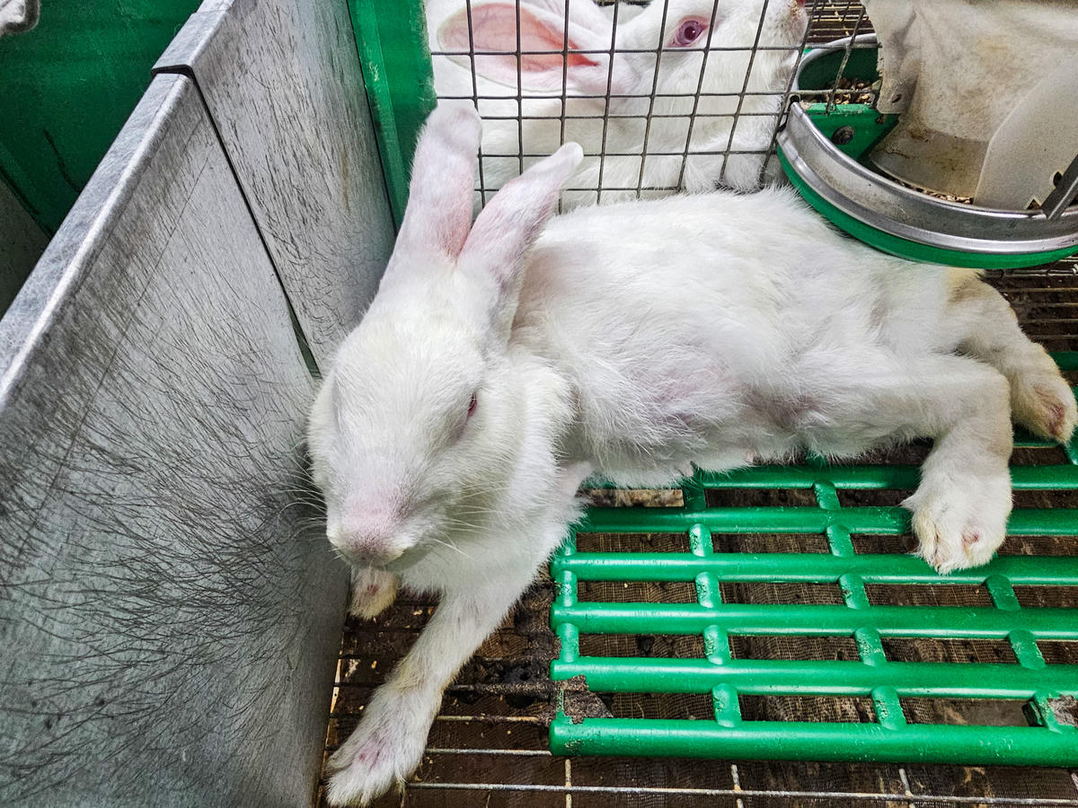 Những con thỏ xuất bán cho công ty nước ngoài có trọng lượng trung bình trên 2kg. Ảnh: Đình Minh