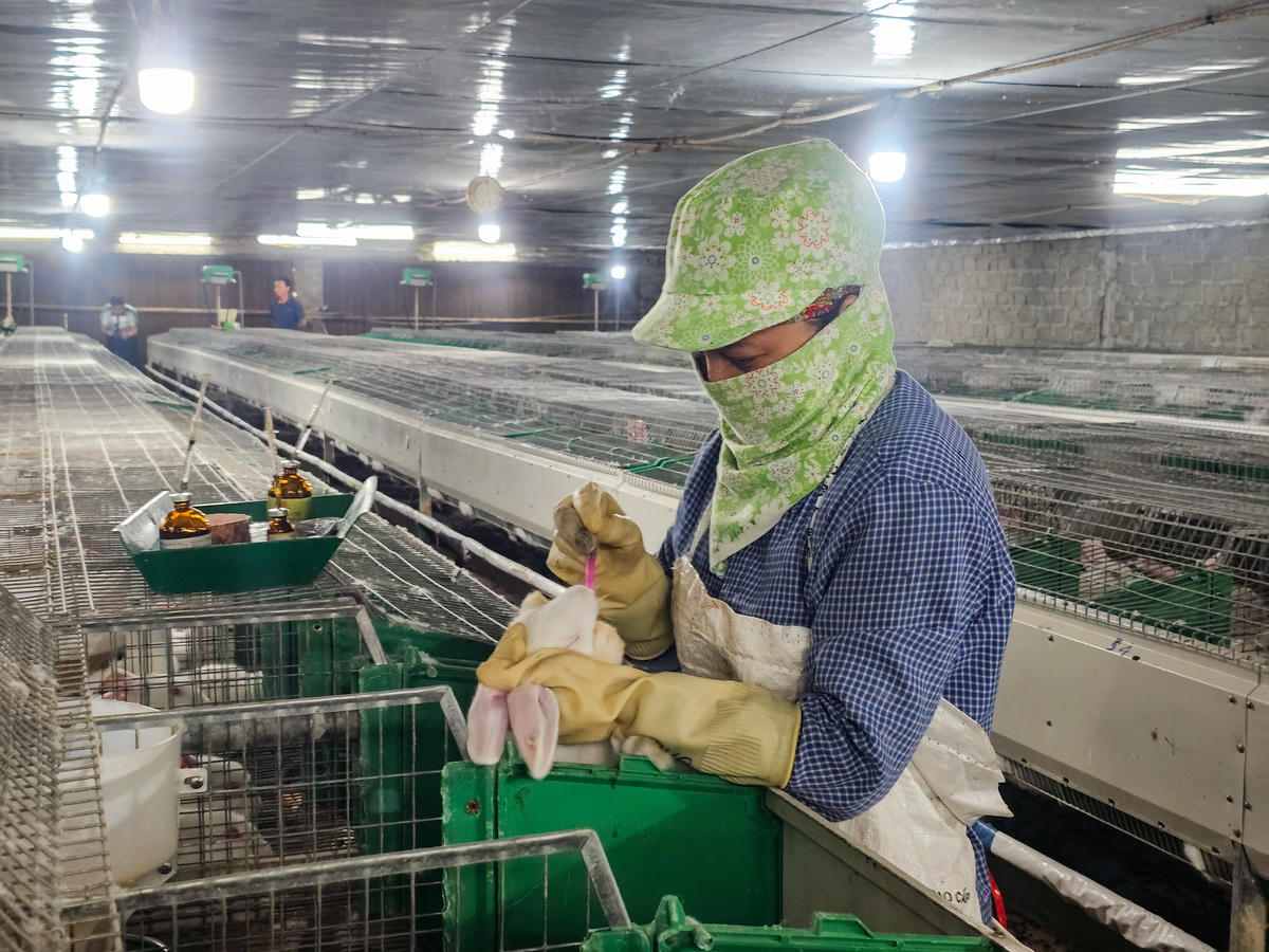 Quy trình nuôi thỏ tại trang trại được tuân thủ nghiêm ngặt. Ảnh: Đình Minh