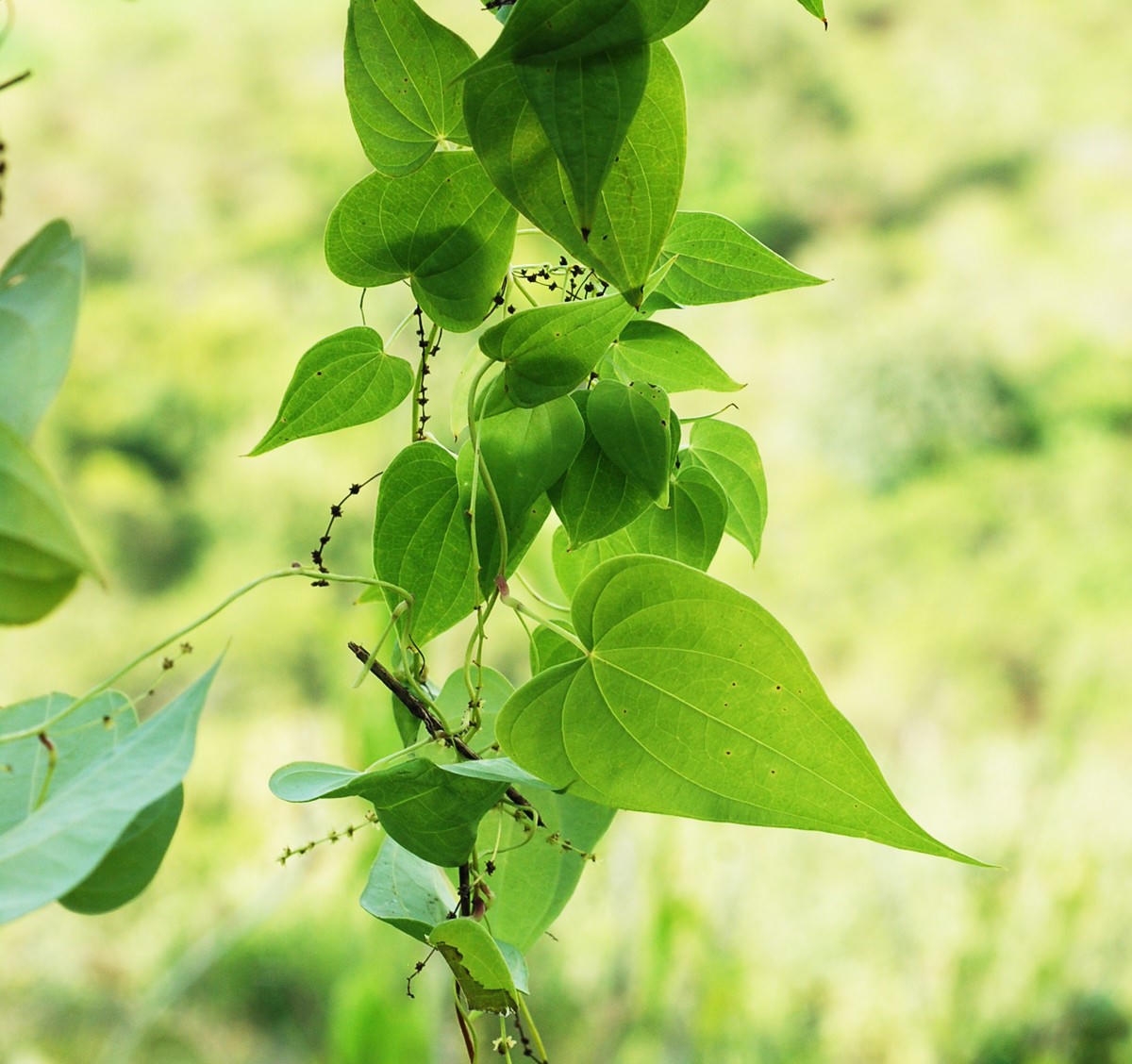 40 năm nghiên cứu và hành trình đưa cây nần nghệ vào Dược điển Việt Nam