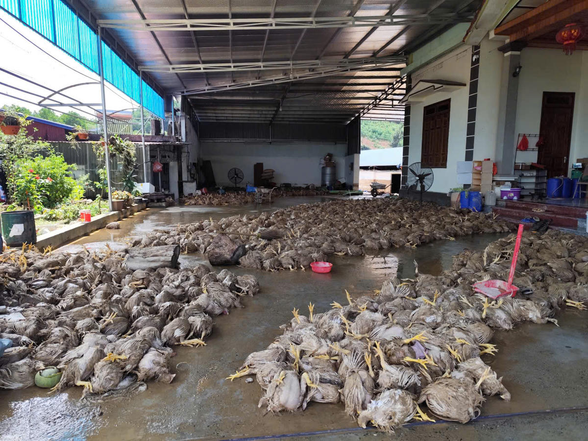 Gà chết do ngập lụt, người dân Gốc Vối 2 chờ đem đi tiêu hủy.	 Ảnh: Toán Nguyễn
