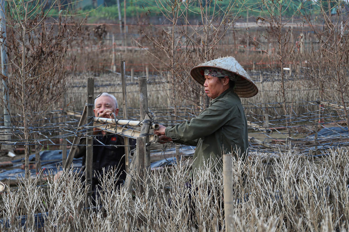Chủ vườn đào Huệ Đinh cho biết thêm, sau cơn bão số 10 nước sông Hồng dâng cao, gia đình cũng đang định vớt vát những gốc đào còn có thể 'hồi sinh', nhưng chỉ sau vài ngày tiếp tục đón nhận hoàn lưu bão số 11 khiến đào không còn thể 'chạy chữa', gia đình buồn, nhưng thiên tai thì khó tránh. Chỉ biết cố gắng làm lại.