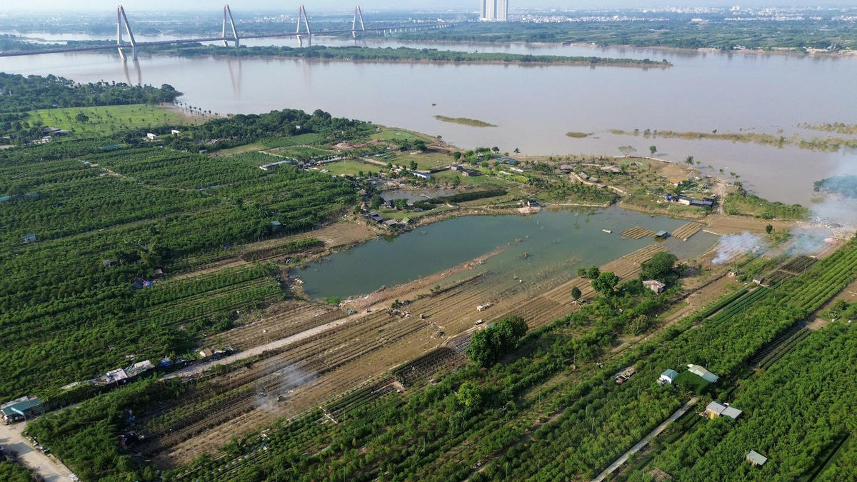 Chỉ còn chưa đầy 3 tháng nữa là đến Tết Nguyên đán Bính Ngọ 2026 nhưng nhiều hộ dân làng đào Nhật Tân (Tây Hồ, Hà Nội) lại đang đứng trước nguy cơ mất trắng nguồn thu nhập chính trong năm. Hoàn lưu sau cơn bão số 10 và số 11 vừa qua đã khiến hầu hết các vườn đào đều ngập trong biển nước, các cây chết khô, trụi lá.. 