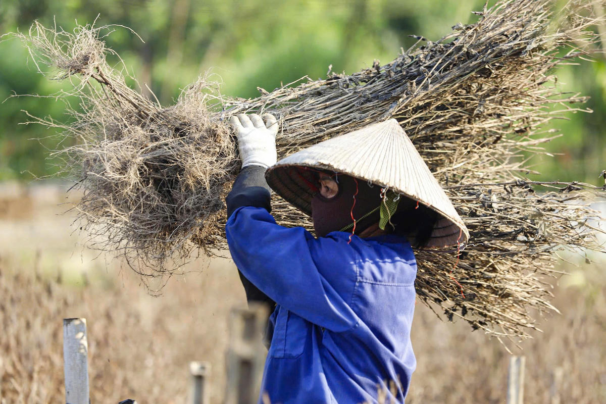 Người dân gom những gốc họa mi, mang đi đốt để kịp thời xuống giống cho vụ Tết.
