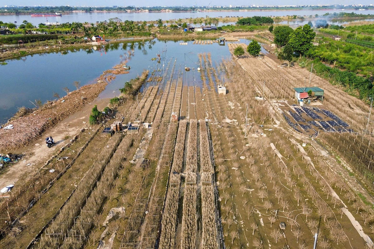 Theo ghi nhận của PV Báo Đại đoàn kết, nước lũ sông Hồng rút, để lại khung cảnh hoang tàn, một lớp bùn non dày đặc, phủ kín những gốc đào Nhật Tân.. 