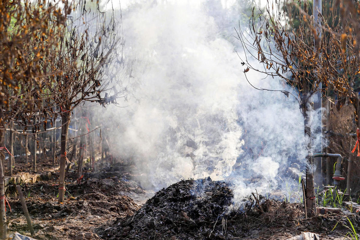 "Châm lửa đốt từng cành đào, gốc cây mình từng chăm xót xa lắm, nhưng thiên tai làm sao tránh được", ông Bình nói.
