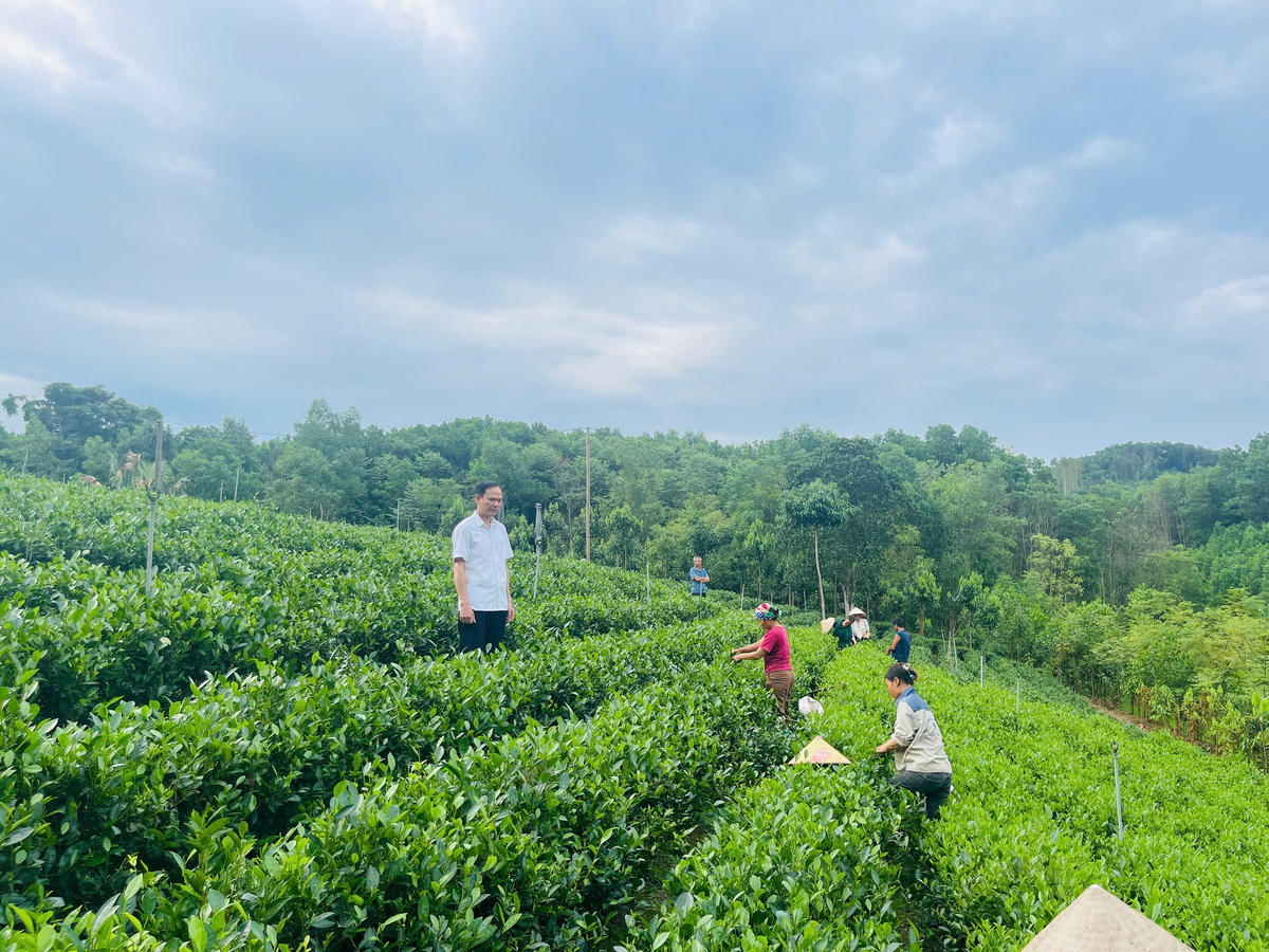Chè và rừng đã giúp người dân có những thu nhập trên địa bàn tỉnh Thái Nguyên trong đó có Võ Nhai.