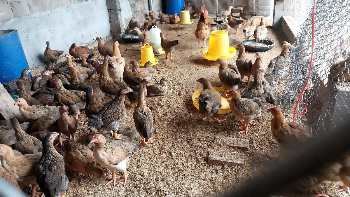 Chăn nuôi gia cầm là một trong những hướng phát triển kinh tế đem lại nguồn thu cho người dân.