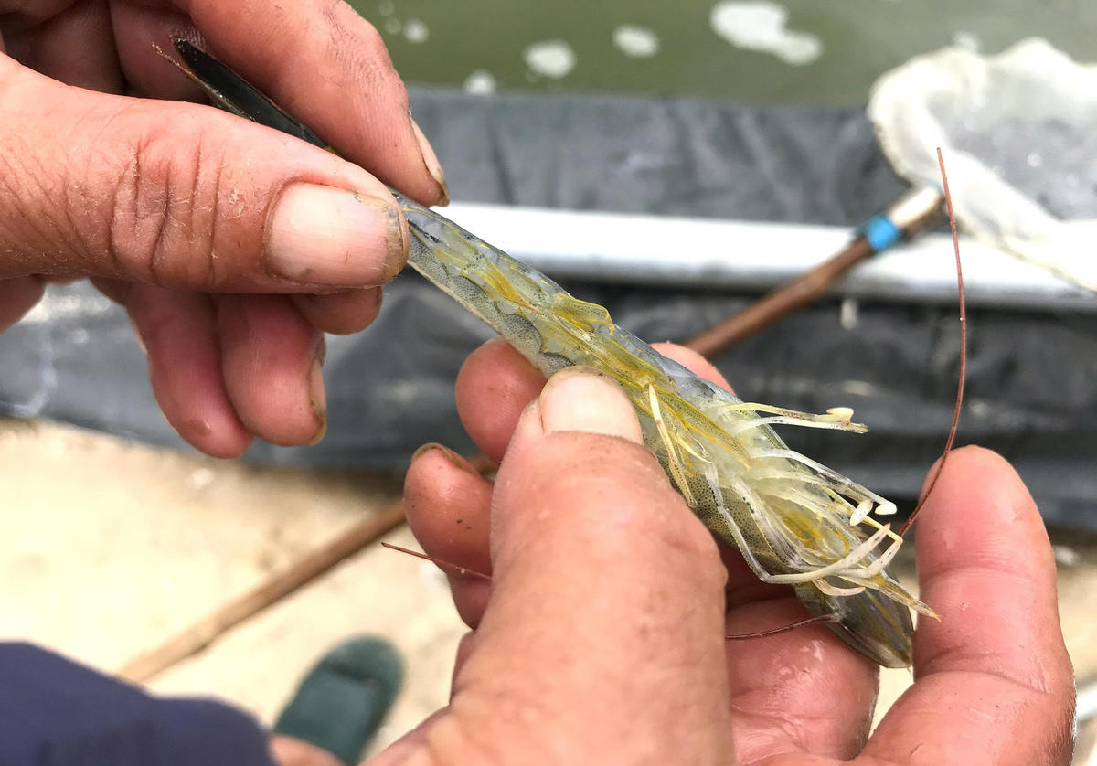 “Số tôm còn sót lại cũng nhiễm bệnh, có biểu hiện chân vàng. Thường thời điểm này đã thả giống cho vụ Tết, nhưng giờ phải lùi lại, chưa biết đến bao giờ mới khắc phục xong”, ông Cường nói. Ảnh: ĐB.