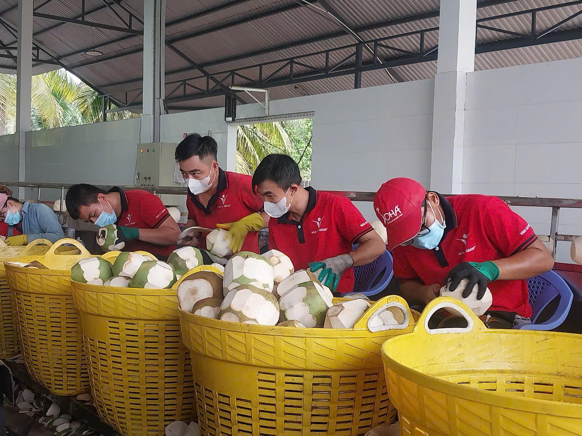 Trái dừa xuất khẩu được sơ chế từ khâu đầu tiên của quy trình sản xuất, bảo quản. 	Ảnh: S.X
