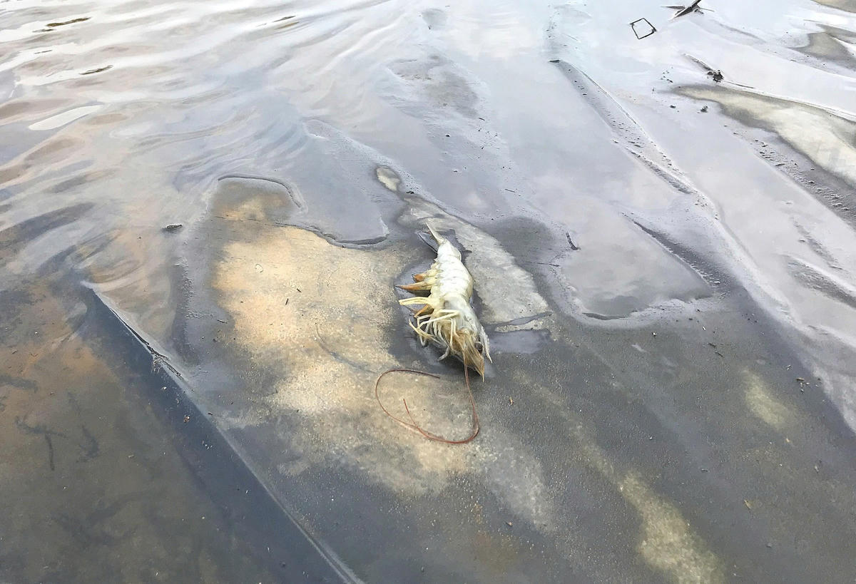 Theo ước tính, thiệt hại của gia đình anh Diện khoảng 500 triệu đồng. Để khôi phục lại ao hồ, anh phải đầu tư số vốn tương đương, song hiện chưa biết xoay xở từ đâu. “Hồ vỡ, hệ thống mương lọc nước hỏng hết. Máy móc phải sắm lại toàn bộ. Giờ chỉ mong được hỗ trợ ít vốn để sửa ao kịp thả tôm vụ Tết”, anh Diện chia sẻ thêm.&nbsp;Ảnh: ĐB.