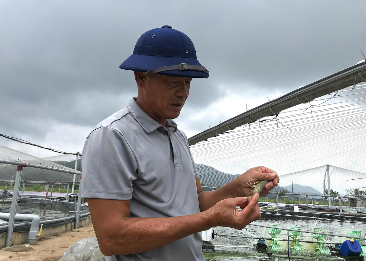 Cách đó không xa, khu vực nuôi tôm công nghệ cao của ông Nguyễn Cường (55 tuổi), dù nằm ở vị trí cao, nhưng bão mạnh đã khiến toàn bộ khu sản xuất bị phá hủy. Chỉ sau một đêm, ông mất trắng hơn 2 tỷ đồng. Ảnh: ĐB.