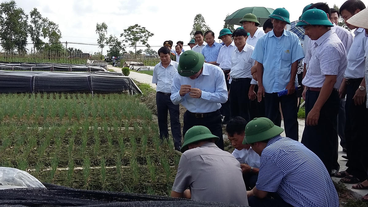 Nhiều thửa ruộng hoang ở tỉnh Hưng Yên lấy lại màu xanh sau khi được nông dân tập trung, tích tụ ruộng đất. 	Ảnh: Duy Hưng