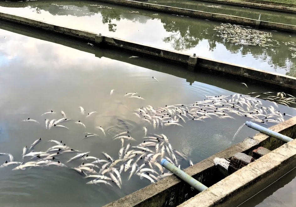 Cá tầm của nhiều hộ dân ở xã Măng Đen chết hàng loạt. Ảnh: CV.