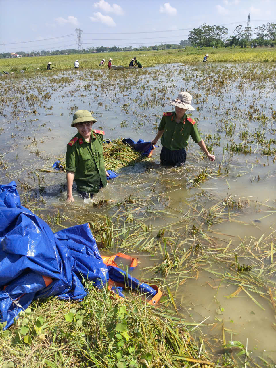Theo ông Nghiêm Hữu Luận, Trưởng thôn Đông Ngàn, dự kiến trong ngày 17/10 sẽ thu hoạch lúa trên diện tích khoảng 3 ha tại cánh Đồng Trong.