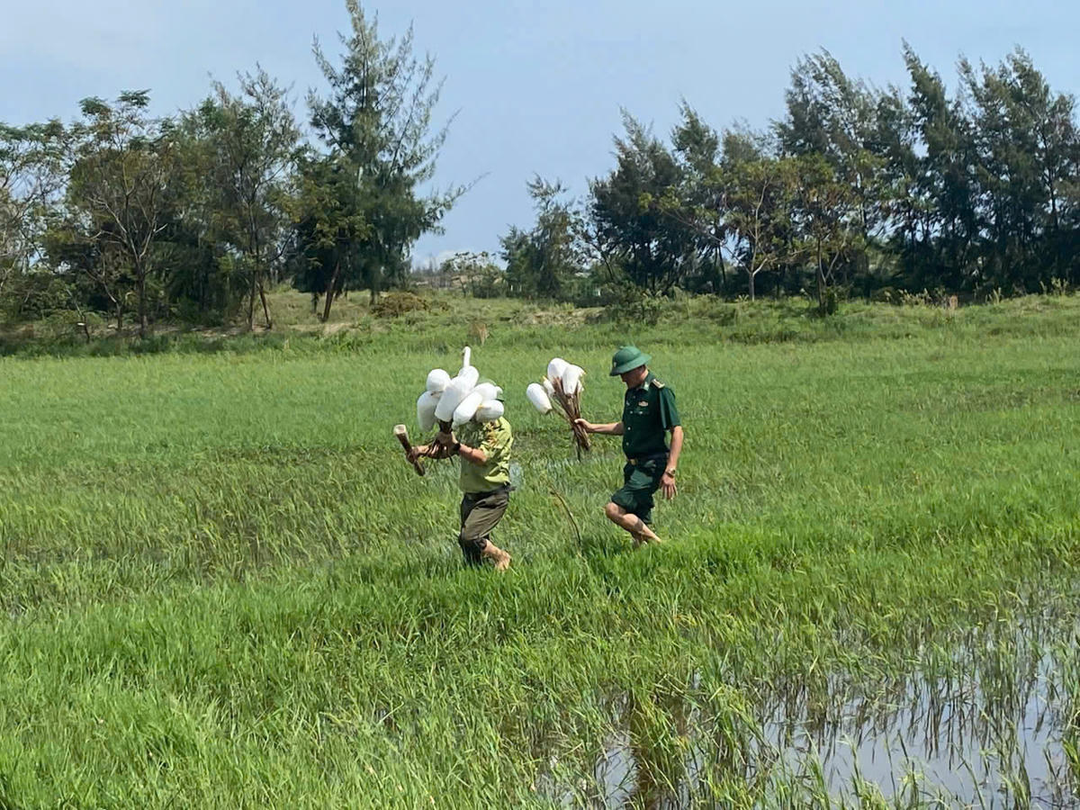 Các lực lượng thu gom bẫy chim tự nhiên trái phép trên cánh đồng thôn 1 và thôn 2, xã Hoàn Lão. Ảnh: BPQT.