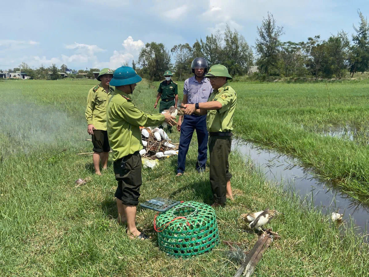 Lực lượng chức năng tháo dây, thả cá thể chim mắc bẫy trở về tự nhiên. Ảnh: BPQT.