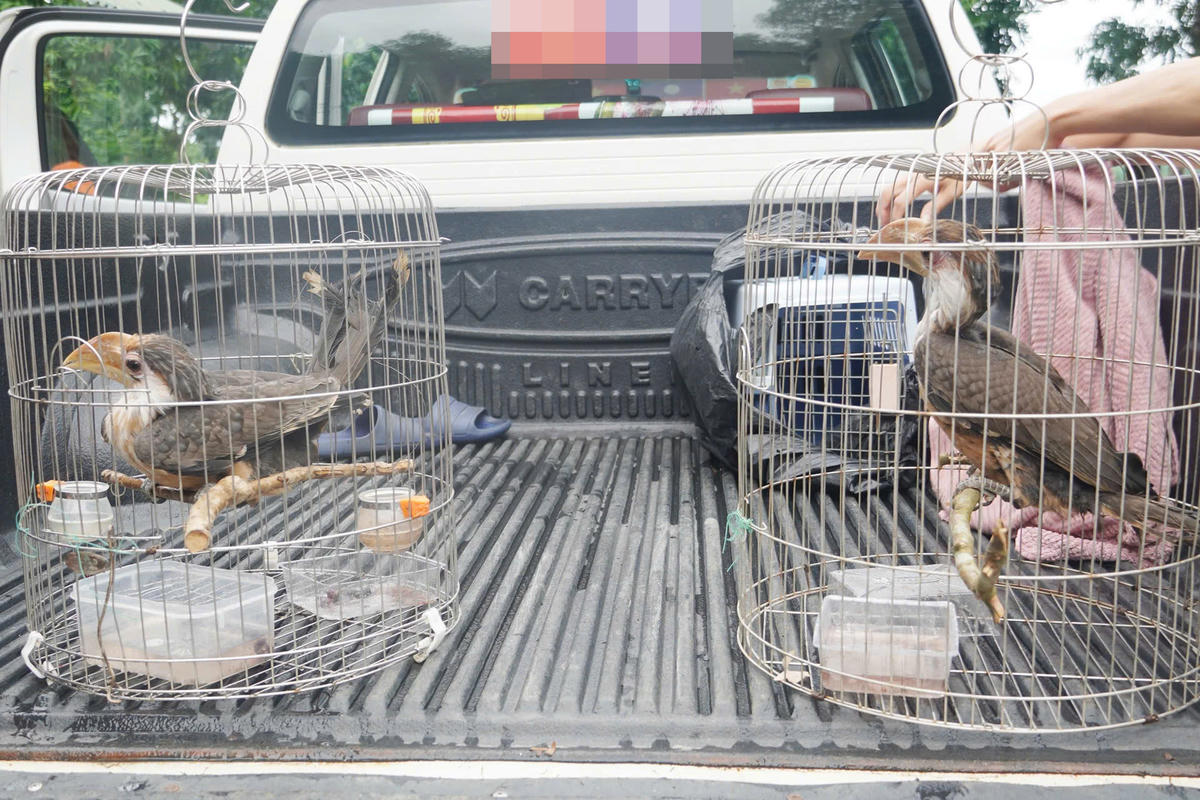 2 cá thể niệc nâu quý hiếm (nhóm IB) được người dân bàn giao cho lực lượng chức năng chăm sóc, cứu hộ. Ảnh: TTCH.