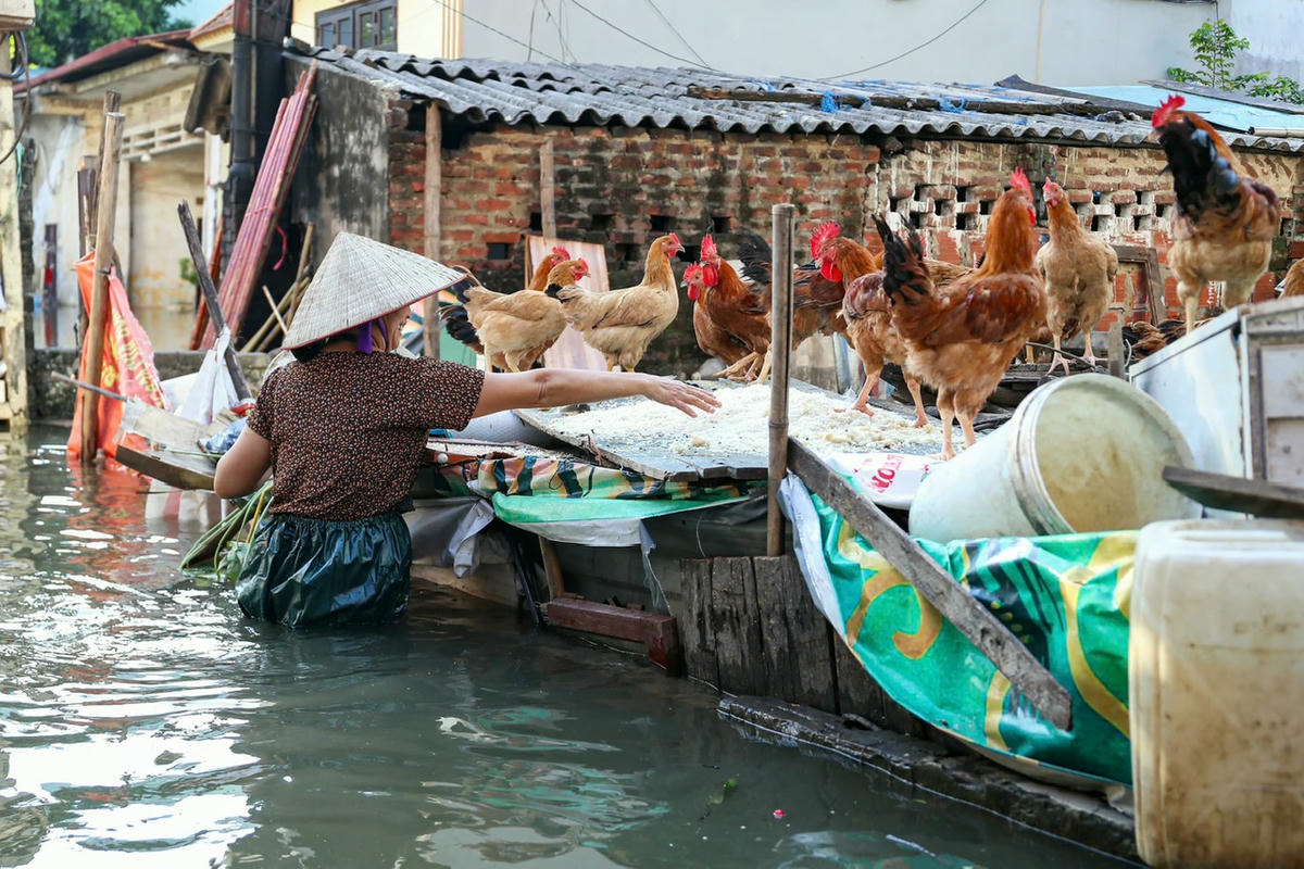 Để tránh vật nuôi bị chết, người dân tổ dân phố số 2, Miêu Nha, phường Xuân Phương phải di chuyển lên cao gần 1m so với vị trí ngập