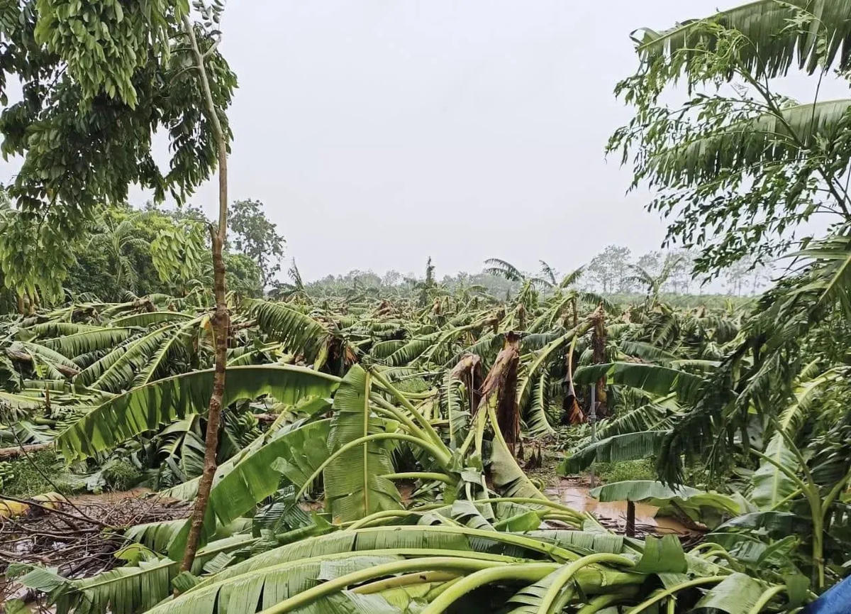 Ảnh hưởng của bão khiến thành quả của người dân xã đảo Minh Châu (Hà Nội) bị thiệt hại nặng nề.