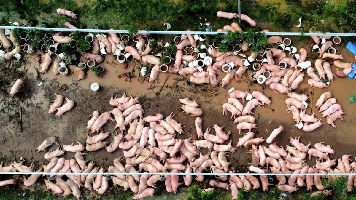 Nhiều trang trại chăn nuôi ở miền Bắc bị thiệt hại nặng sau bão lũ, đẩy giá lợn hơi tăng cao. Ảnh: DV.